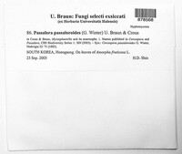 Paramycovellosiella passaloroides image